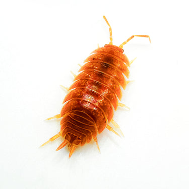 Porcellio Laevis Orange